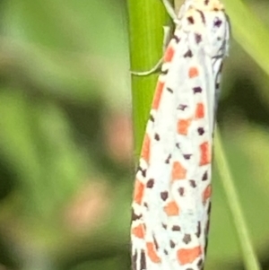 Utetheisa (genus) at Bellmount Forest, NSW - suppressed