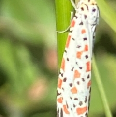 Utetheisa (genus) at Bellmount Forest, NSW - 7 Mar 2024