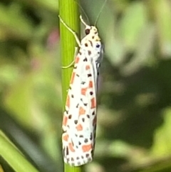 Utetheisa (genus) at Bellmount Forest, NSW - suppressed