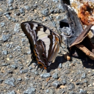 Charaxes sempronius at Sullivans Creek, Lyneham South - 7 Mar 2024