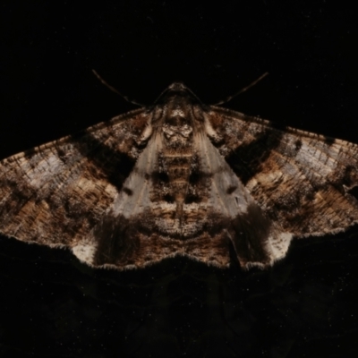 Gastrinodes argoplaca (Cryptic Bark Moth) at Ainslie, ACT - 6 Mar 2024 by jb2602