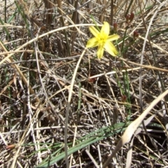 Tricoryne elatior (Yellow Rush Lily) at galgi gnarrk (Graigieburn Grassland Nature Conservation Reserve) - 1 Feb 2007 by WendyEM