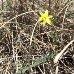 Tricoryne elatior (Yellow Rush Lily) at Epping, VIC - 1 Feb 2007 by WendyEM