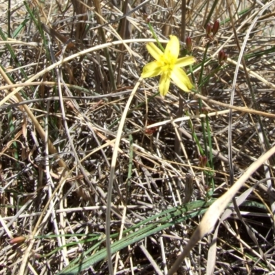 Tricoryne elatior (Yellow Rush Lily) at galgi gnarrk (Craigieburn Grassland Nature Conservation Reserve) - 1 Feb 2007 by WendyEM