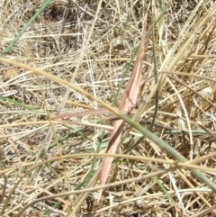 Acrida conica (Giant green slantface) at galgi gnarrk (Craigieburn Grassland Nature Conservation Reserve) - 1 Feb 2007 by WendyEM