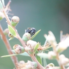 Hylaeus (Hylaeorhiza) nubilosus (A yellow-spotted masked bee) at Hall, ACT - 7 Mar 2024 by Anna123