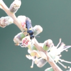 Hylaeus (Hylaeorhiza) nubilosus at Hall, ACT - 7 Mar 2024