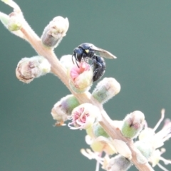 Hylaeus (Hylaeorhiza) nubilosus at Hall, ACT - 7 Mar 2024 09:45 AM