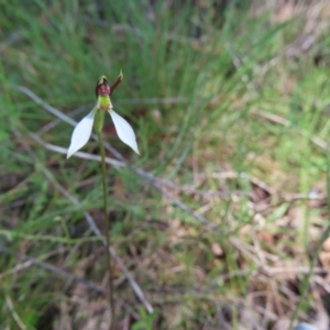 Eriochilus cucullatus at Tidbinbilla Nature Reserve - suppressed