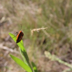 Agonoscelis rutila at Tidbinbilla Nature Reserve - 7 Mar 2024