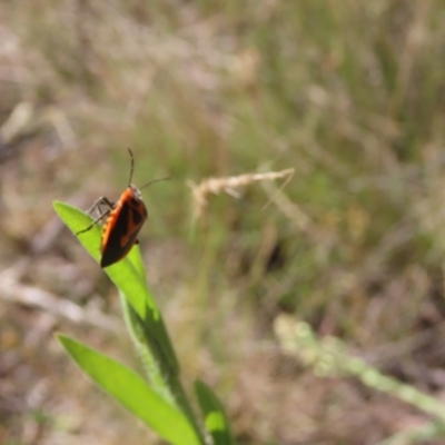 Agonoscelis rutila (Horehound bug) at Paddys River, ACT - 7 Mar 2024 by SandraH