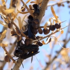 Australelis anthracina (Flower wasp) at Epping, VIC - 1 Feb 2007 by WendyEM