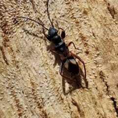 Daerlac cephalotes (Ant Mimicking Seedbug) at O'Connor, ACT - 7 Mar 2024 by trevorpreston