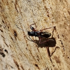 Daerlac cephalotes at Banksia Street Wetland Corridor - 7 Mar 2024