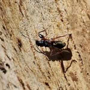 Daerlac cephalotes at Banksia Street Wetland Corridor - 7 Mar 2024 12:48 PM