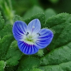 Veronica persica at Banksia Street Wetland Corridor - 7 Mar 2024 12:46 PM