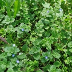 Veronica persica at Banksia Street Wetland Corridor - 7 Mar 2024 12:46 PM