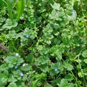 Veronica persica at Banksia Street Wetland Corridor - 7 Mar 2024 12:46 PM