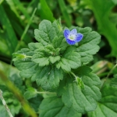 Veronica persica at Banksia Street Wetland Corridor - 7 Mar 2024 12:46 PM