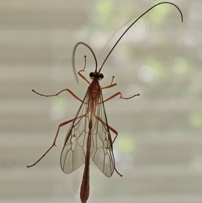 Dicamptus fuscicornis (Ichneumon wasp) at Hawker, ACT - 7 Mar 2024 by sangio7