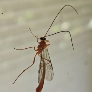 Dicamptus fuscicornis at Hawker, ACT - 7 Mar 2024