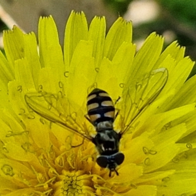 Simosyrphus grandicornis (Common hover fly) at Banksia Street Wetland Corridor - 7 Mar 2024 by trevorpreston