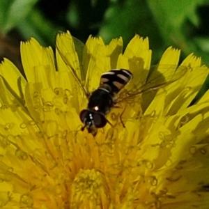 Simosyrphus grandicornis at Banksia Street Wetland Corridor - 7 Mar 2024