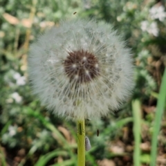 Taraxacum sect. Taraxacum (Dandelion) at Banksia Street Wetland Corridor - 7 Mar 2024 by trevorpreston