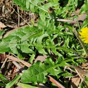 Taraxacum sect. Taraxacum at Banksia Street Wetland Corridor - 7 Mar 2024 12:45 PM