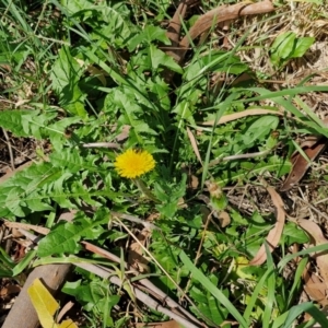 Taraxacum sect. Taraxacum at Banksia Street Wetland Corridor - 7 Mar 2024 12:45 PM