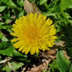 Taraxacum sect. Taraxacum at Banksia Street Wetland Corridor - 7 Mar 2024 12:45 PM