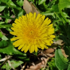 Taraxacum sect. Taraxacum at Banksia Street Wetland Corridor - 7 Mar 2024