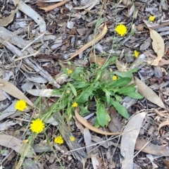 Crepis capillaris (Smooth Hawksbeard) at Banksia Street Wetland Corridor - 7 Mar 2024 by trevorpreston