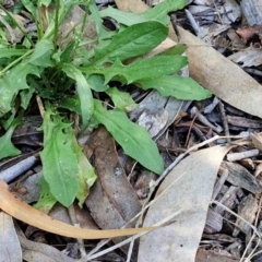 Crepis capillaris at Banksia Street Wetland Corridor - 7 Mar 2024 12:44 PM