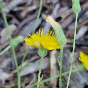 Crepis capillaris at Banksia Street Wetland Corridor - 7 Mar 2024 12:44 PM