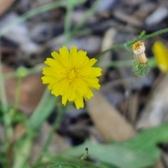 Crepis capillaris at Banksia Street Wetland Corridor - 7 Mar 2024 12:44 PM