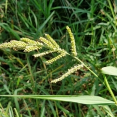 Echinochloa crus-galli (Barnyard Grass) at Banksia Street Wetland Corridor - 7 Mar 2024 by trevorpreston