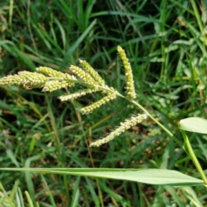 Echinochloa crus-galli at Banksia Street Wetland Corridor - 7 Mar 2024 12:42 PM