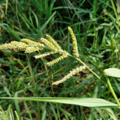 Echinochloa crus-galli (Barnyard Grass) at O'Connor, ACT - 7 Mar 2024 by trevorpreston