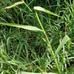 Echinochloa crus-galli at Banksia Street Wetland Corridor - 7 Mar 2024 12:42 PM