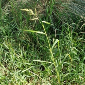 Echinochloa crus-galli at Banksia Street Wetland Corridor - 7 Mar 2024 12:42 PM