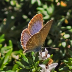 Zizina otis (Common Grass-Blue) at Banksia Street Wetland Corridor - 7 Mar 2024 by trevorpreston