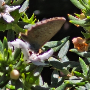 Zizina otis at Banksia Street Wetland Corridor - 7 Mar 2024