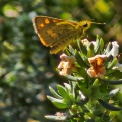 Ocybadistes walkeri (Green Grass-dart) at Banksia Street Wetland Corridor - 7 Mar 2024 by trevorpreston