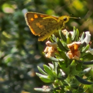 Ocybadistes walkeri at Banksia Street Wetland Corridor - 7 Mar 2024