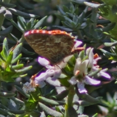 Theclinesthes serpentata (Saltbush Blue) at Banksia Street Wetland Corridor - 7 Mar 2024 by trevorpreston