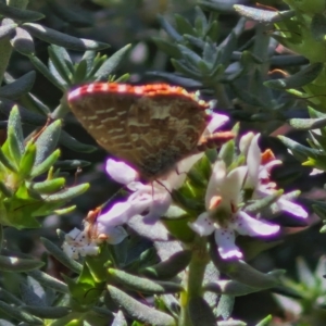 Theclinesthes serpentata at Banksia Street Wetland Corridor - 7 Mar 2024