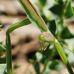 Tenodera australasiae at Banksia Street Wetland Corridor - 7 Mar 2024 12:35 PM