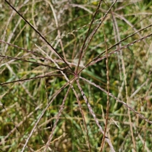 Digitaria sanguinalis at Banksia Street Wetland Corridor - 7 Mar 2024