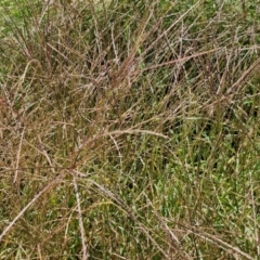 Digitaria sanguinalis at Banksia Street Wetland Corridor - 7 Mar 2024 12:33 PM